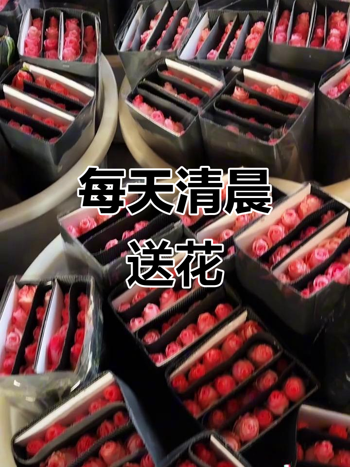 云南鲜花基地:白天采摘,晚上发货,新鲜如初的玫瑰送到你家