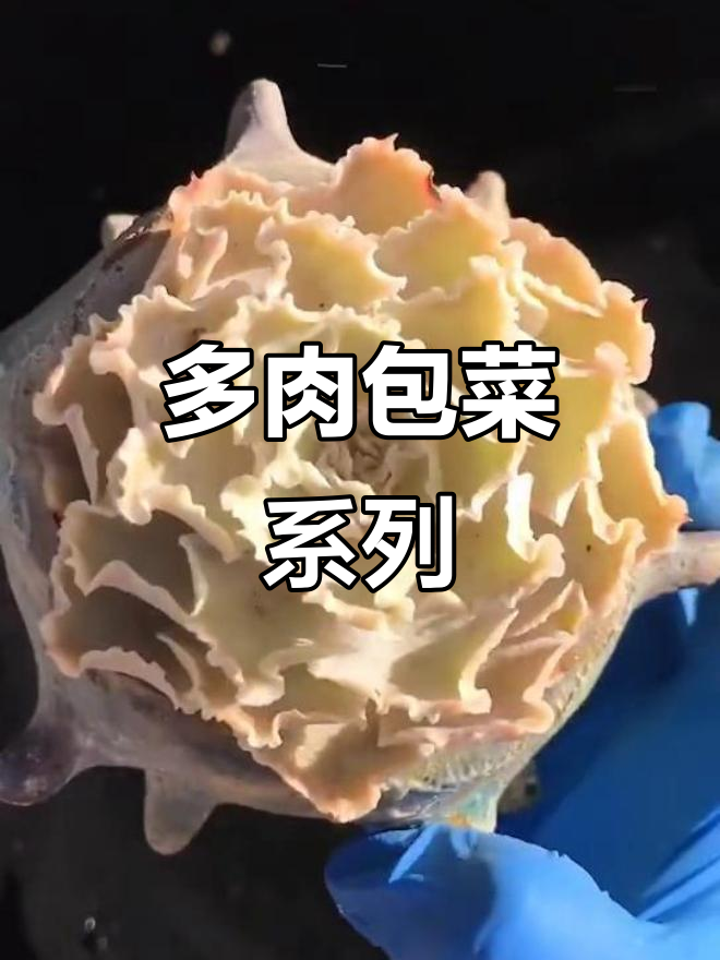 包菜系列多肉,耐养又美观!