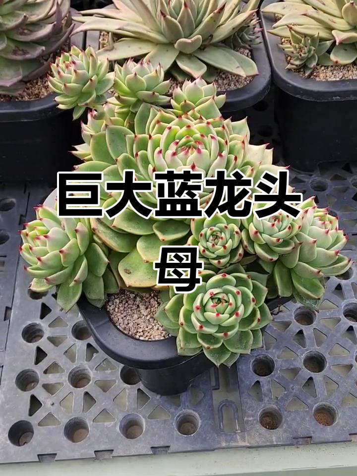 蓝龙多肉，头数惊人！这颗母亲太伟大了