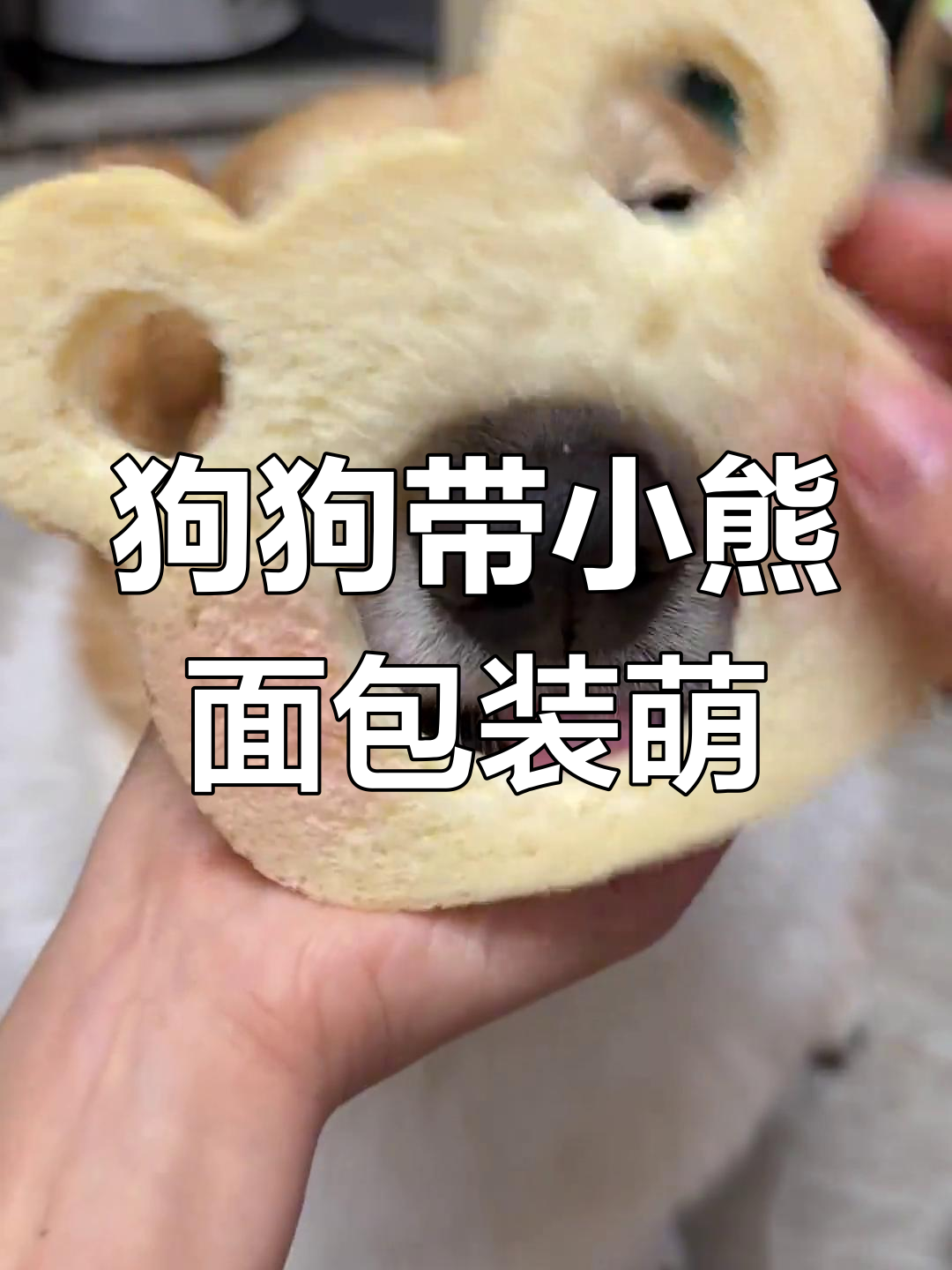 小狗戴小熊面包,傻乎乎的样子太可爱了!