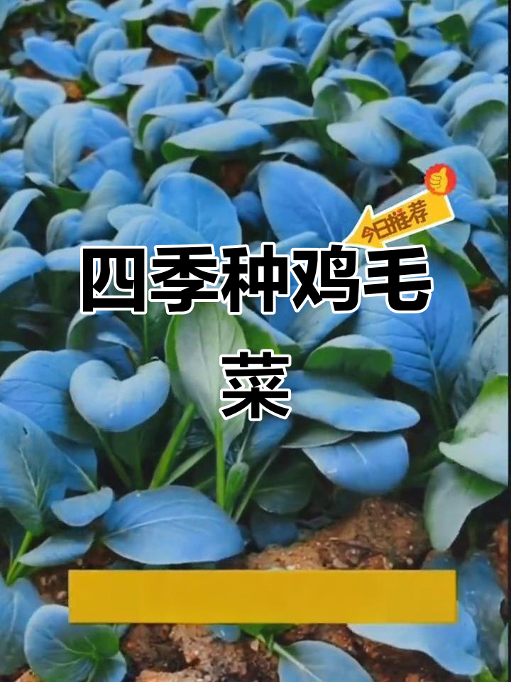 鸡毛菜:四季阳台必备,鲜嫩脆甜,轻松种植