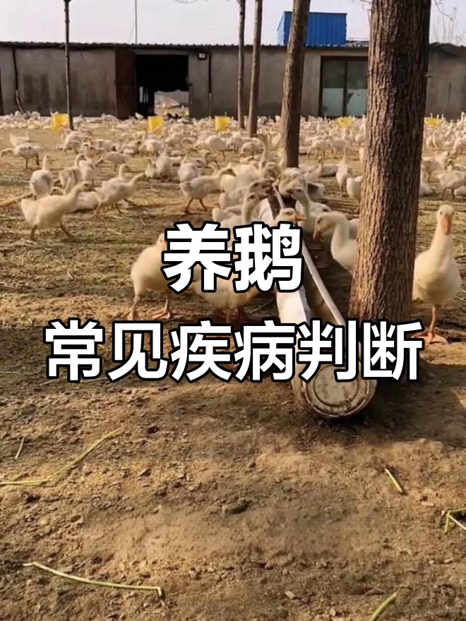 鹅病诊断技巧大揭秘