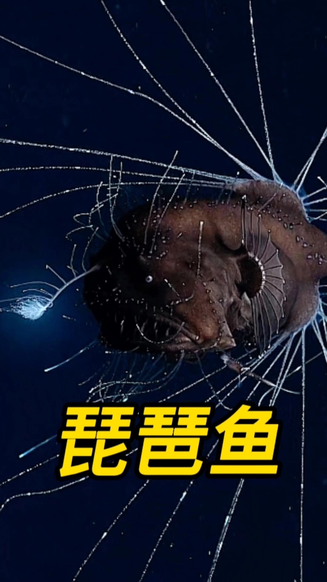 鮟鱇鱼(琵琶鱼)