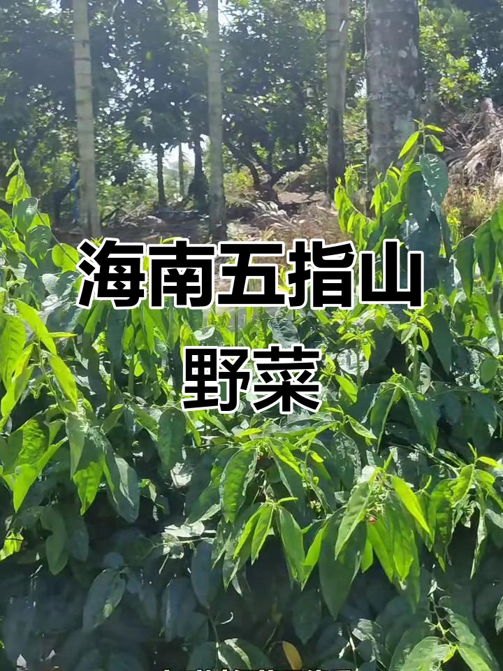 五指山野菜：海南必试的热带美味