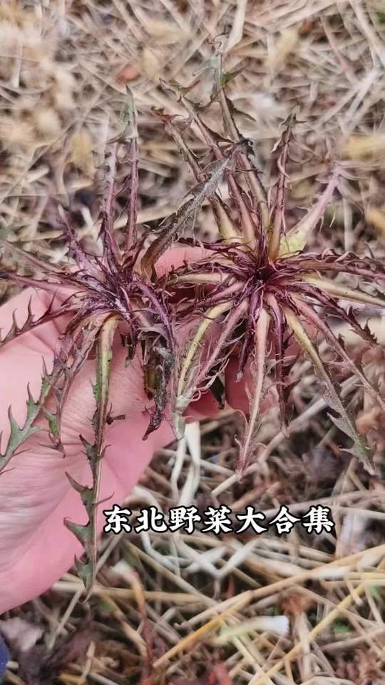 东北山野菜大合集