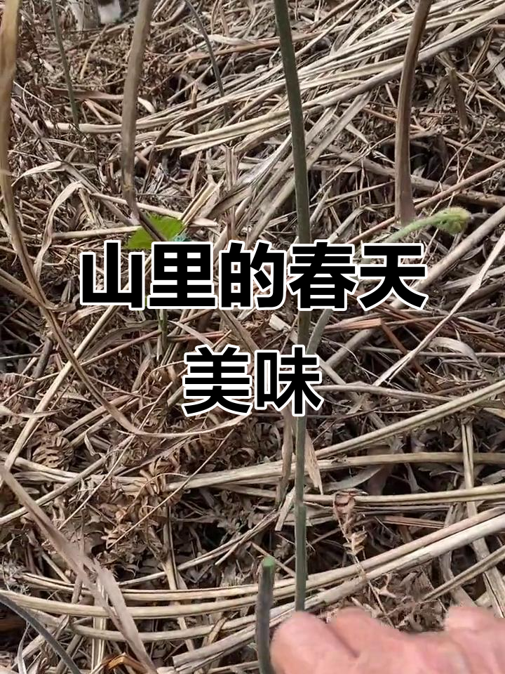 春天的味道藏在山上,野生蕨菜大丰收!