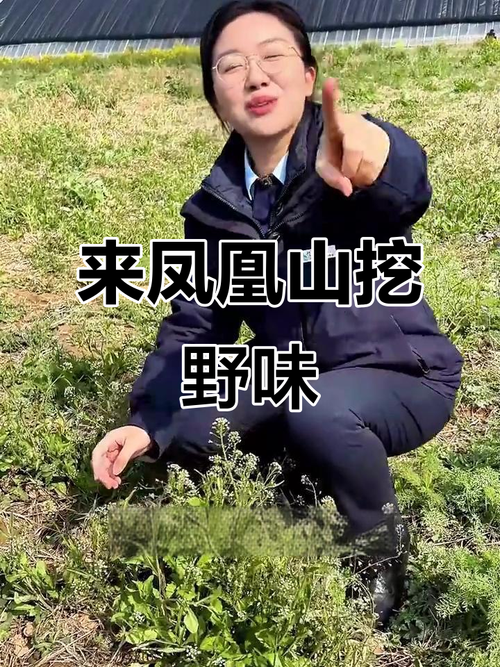 春天凤凰山挖野菜,荠荠菜、蒲公英全都有!