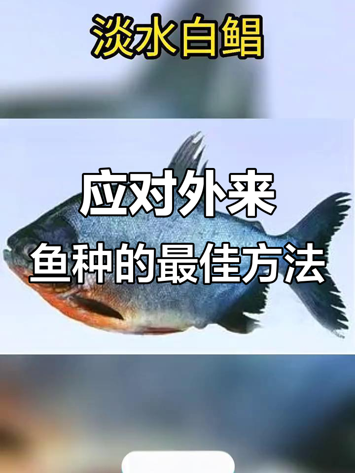 外来入侵鱼类大揭秘,吃货们有福了!