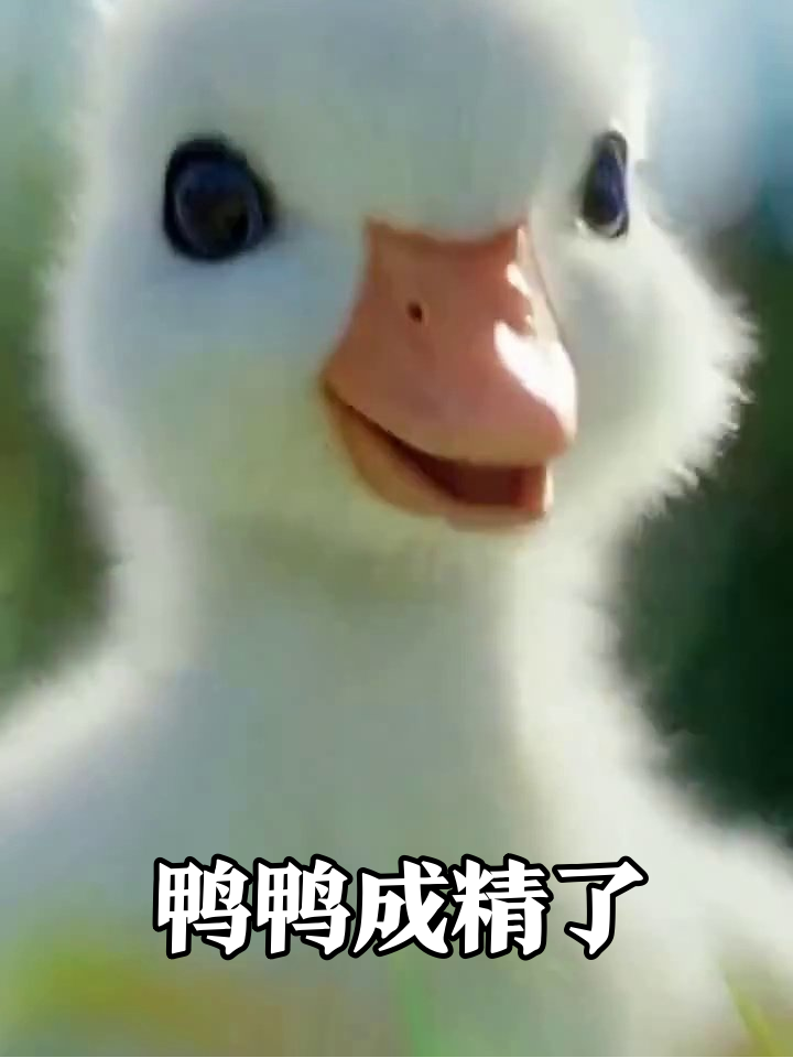 小鸭子偷偷练瑜伽?单腿站立还看漫画,萌到心化了!