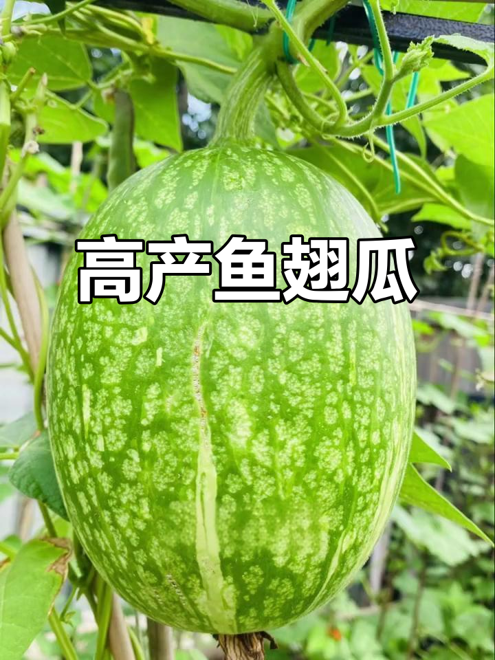 鱼翅瓜：高产又美味，做汤清炒凉拌都超赞