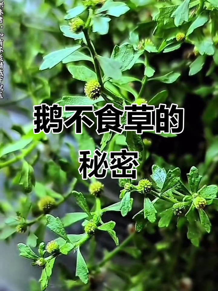 鹅不食草,独特香气让它得名,你知道它有什么神奇功效吗?