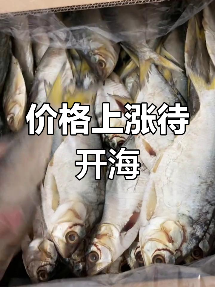 海鲫鱼价格飙升,开海前继续按原价销售