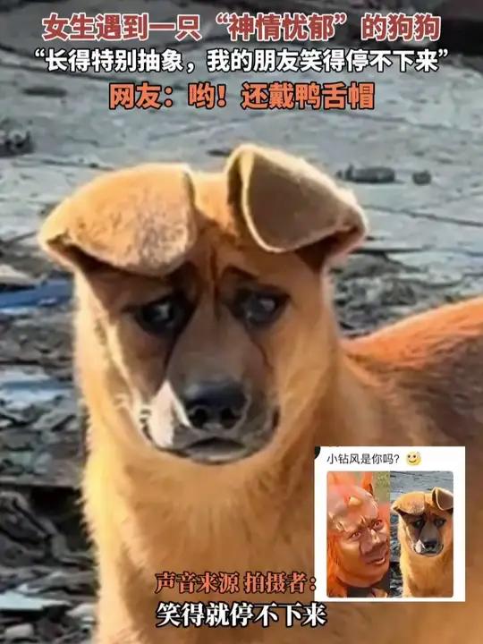 7月31日(报道)辽宁,女生遇到一只“神情忧郁”的狗狗,“长得特别抽象,我的朋友笑得停不下