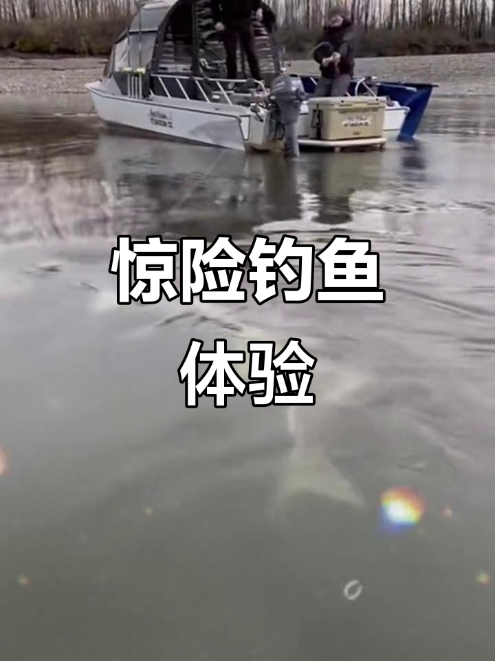 加拿大弗雷泽河钓到巨型淡水鱼,身长超六米!