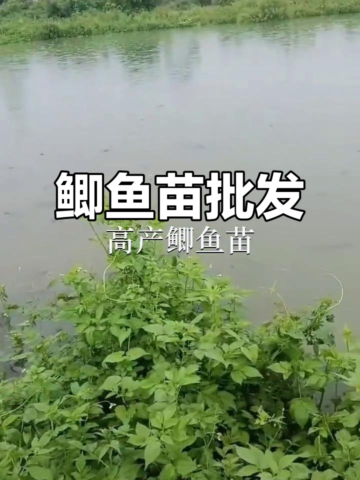 优质鲫鱼苗供应,东莞广州深圳均有批发