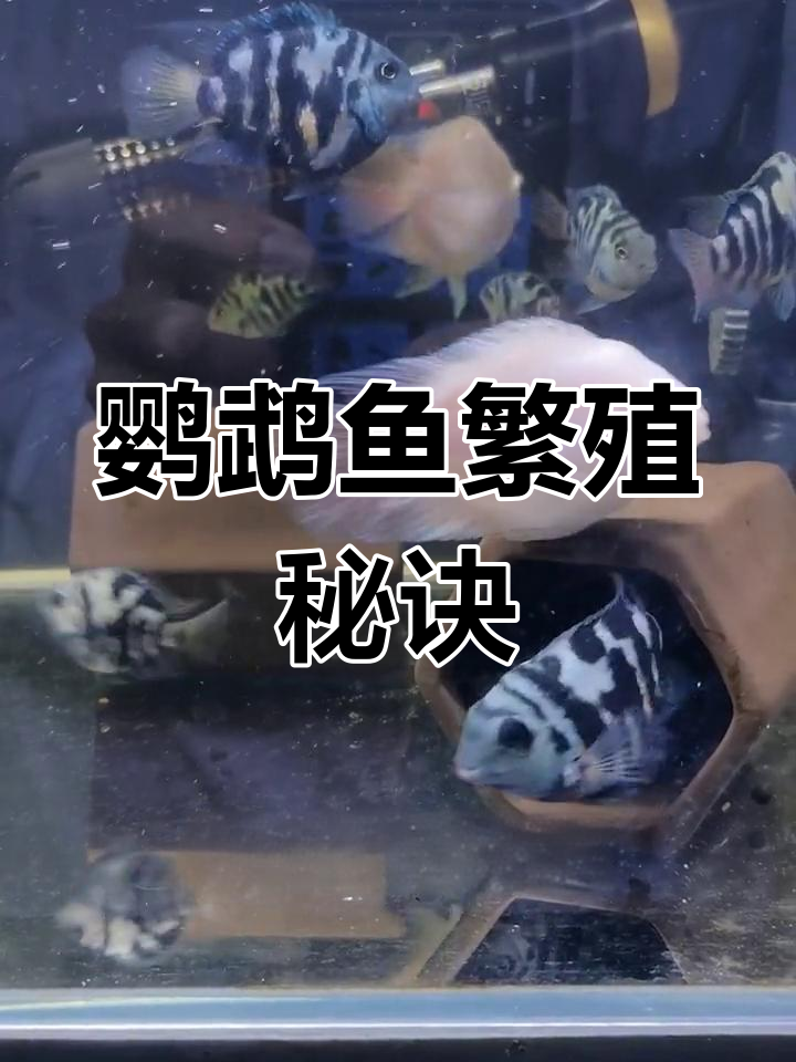 迷你鹦鹉鱼需温控,公母辨别靠体型与尾鳍颜色