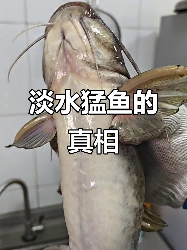 淡水猛鱼揭秘:牛尾巴的秘密,150元一斤值不值?