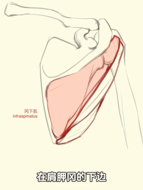 画家视角4:附着在肩胛骨上的肌肉有哪些?