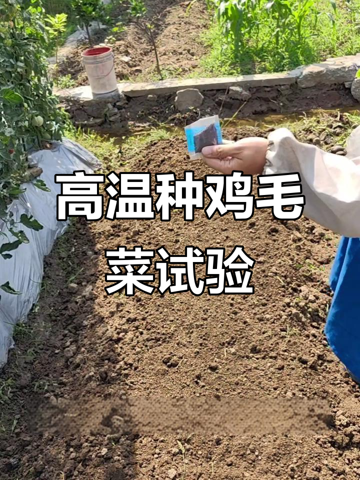 夏季高温种鸡毛菜,防虫网实验能否成功?
