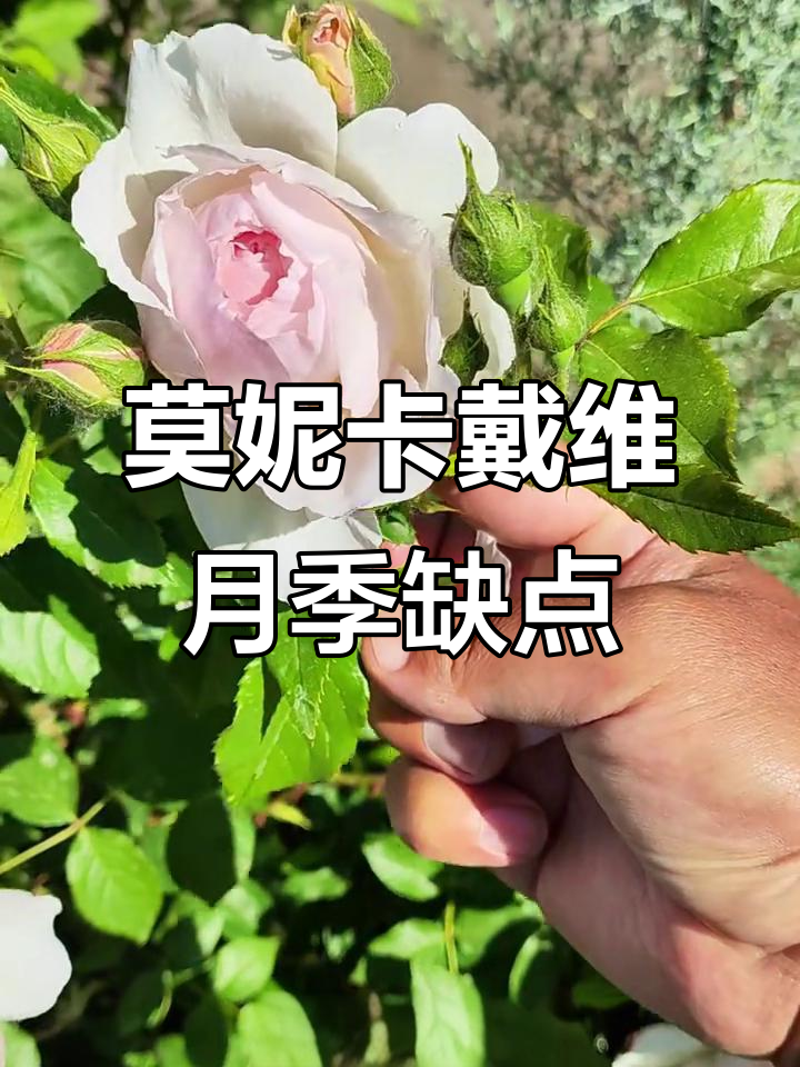 月季莫妮卡戴维的缺点与挑战