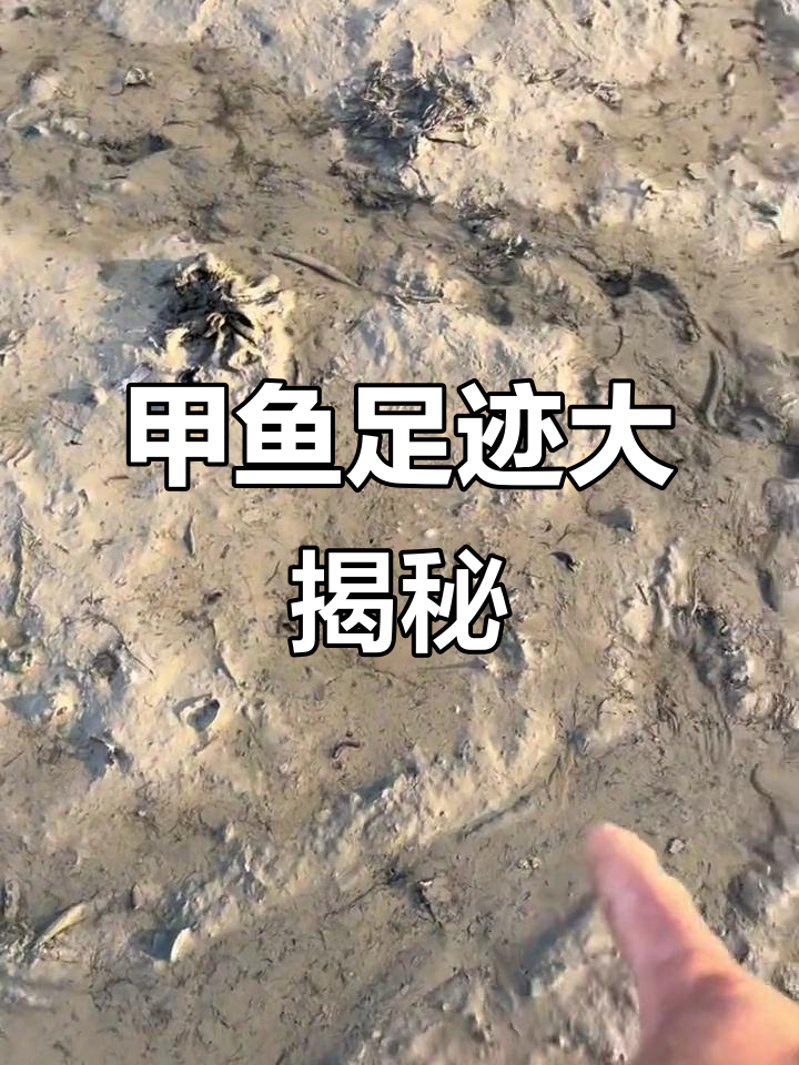 甲鱼脚印清晰可见,爪子大小一目了然