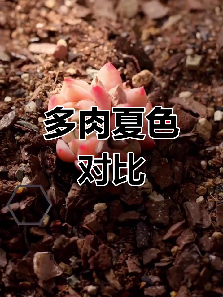 夏季多肉色彩大比拼,快来看看我的收藏!