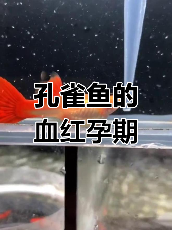 孔雀鱼血红孕种母,情感挣扎与寂寞难耐