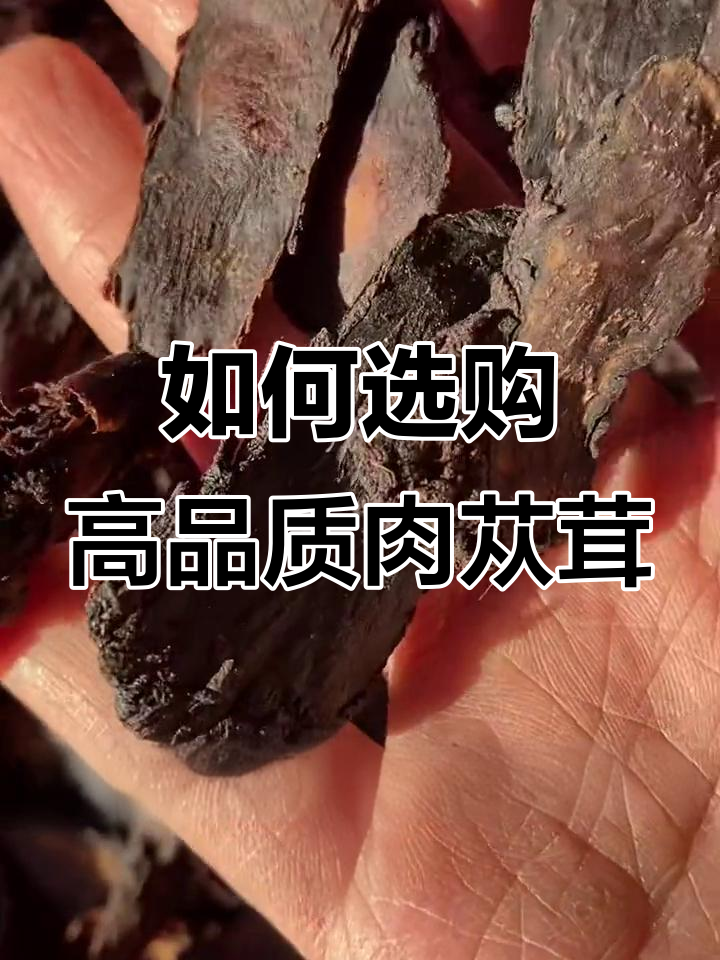 肉苁蓉的挑选技巧:如何选优质鲜干片