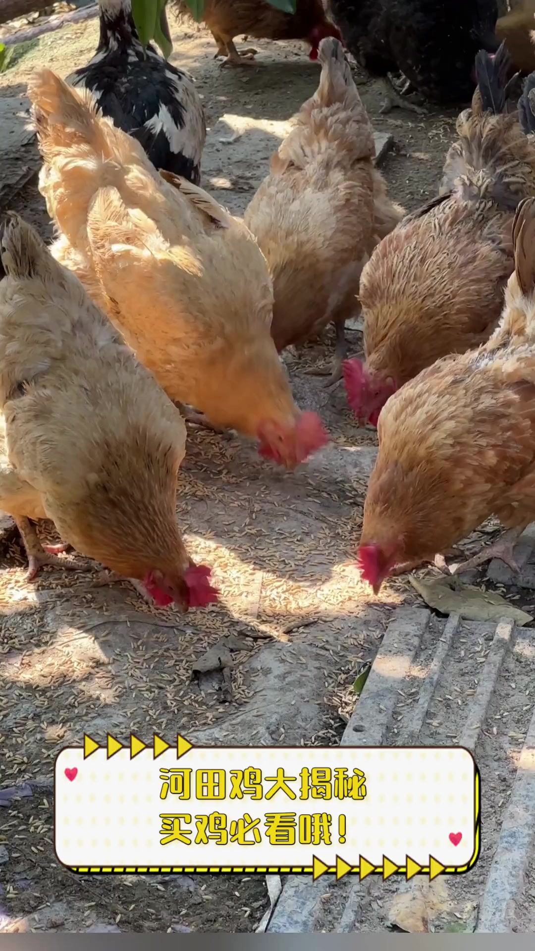 河田鸡大揭秘,买鸡必看哦!