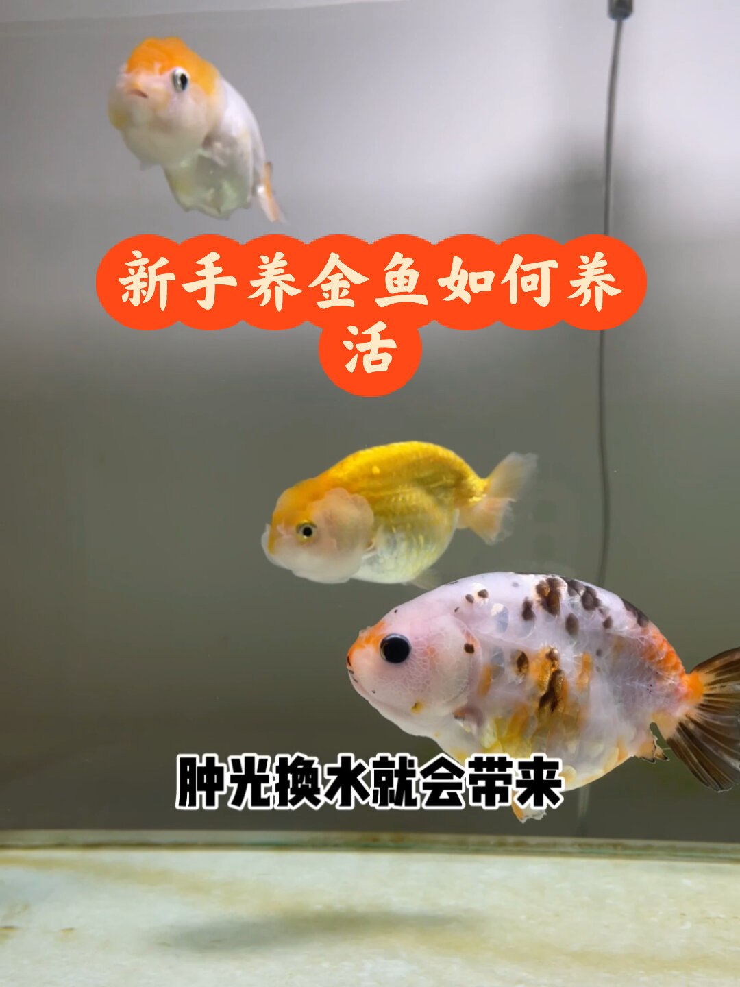 新手养金鱼如何养活