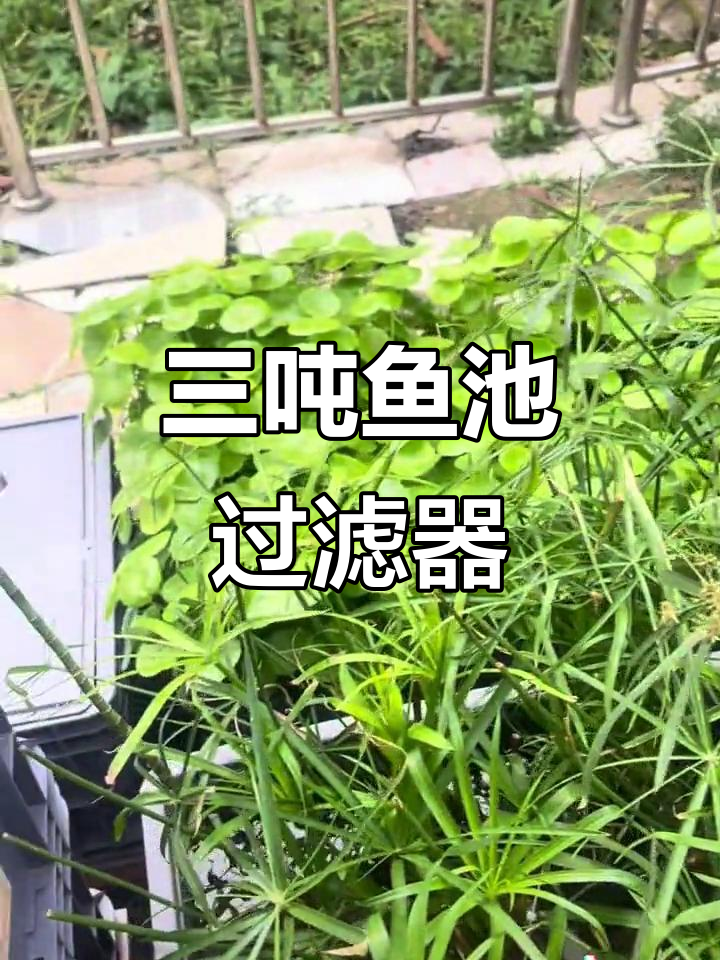 3吨鱼池配1.5吨过滤系统,侧滤与沼泽设计详解
