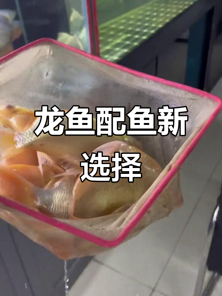 龙鱼混养大作战,葫芦娃兄弟与大鲫鱼的和谐共处