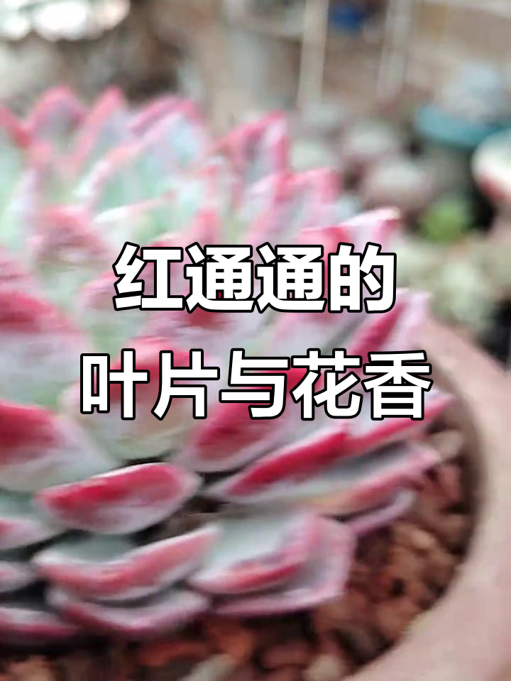 露养多肉,红叶香气扑鼻,生活因花香而美好