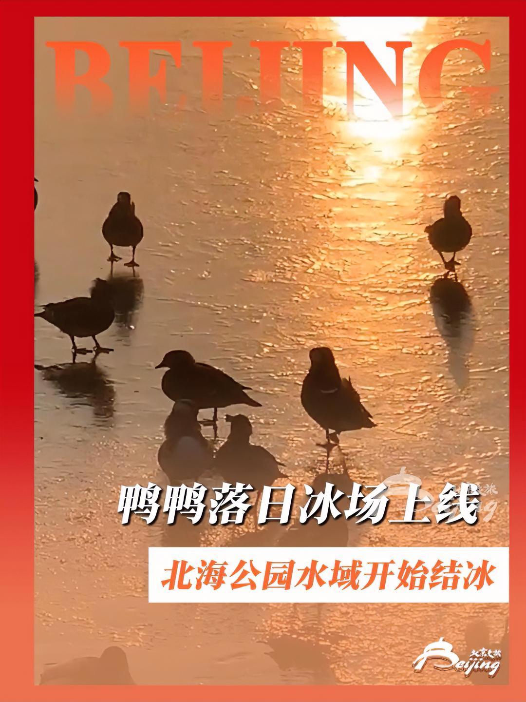 北海公园“鸭鸭落日冰场”上线!近日,北海公园水域开始结冰,野鸭、鸳鸯等水鸟开启“滑行模式”