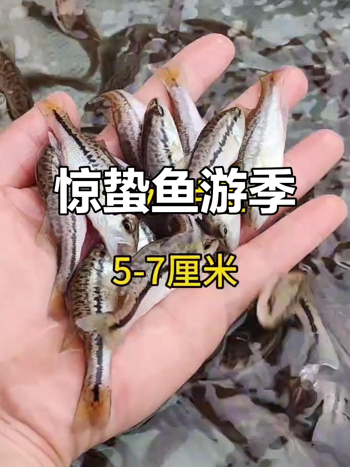 惊蛰到,鱼儿畅游的季节来临