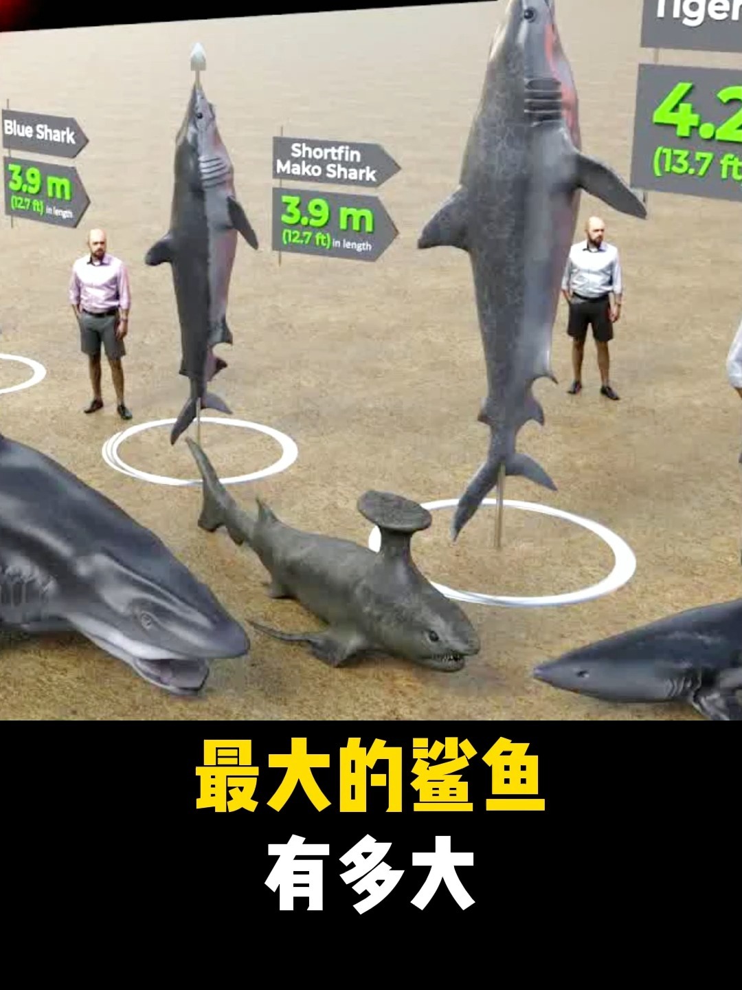 最大的鲨鱼是谁有多大