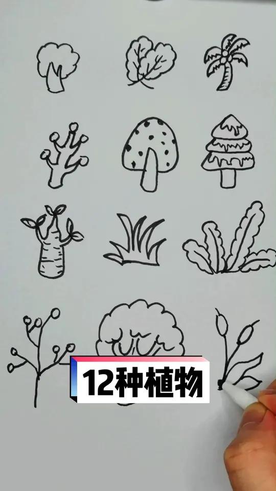 12种植物 简笔画 儿童简笔画 明月千里共婵娟 灵魂画手 手绘 画画 一起学画画 想画就画
