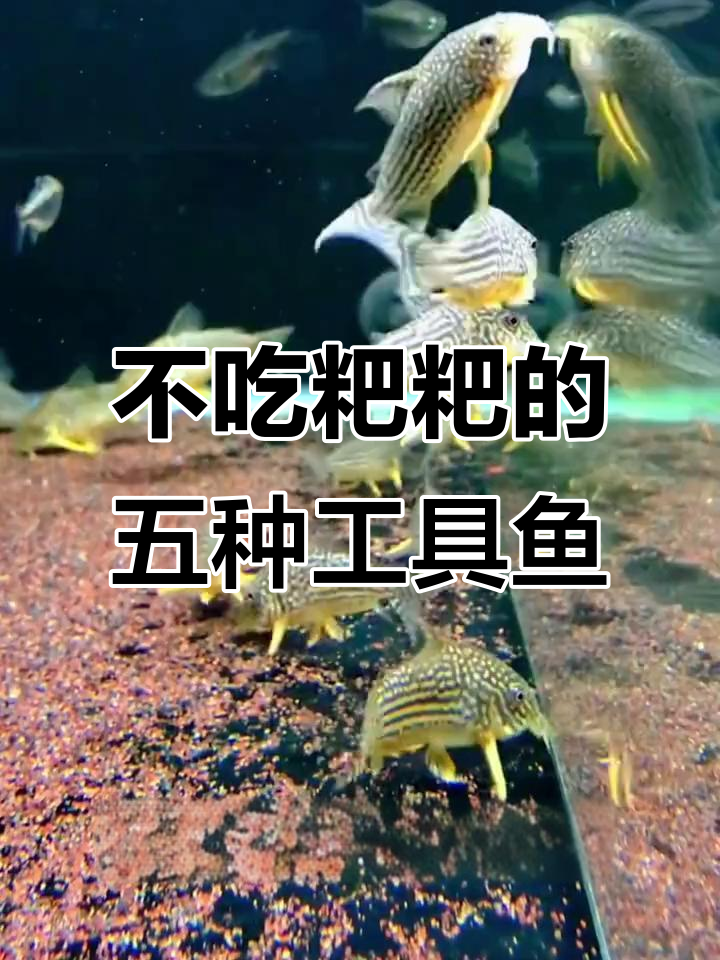 5种不吃粑粑的工具鱼,帮你打造清洁鱼缸