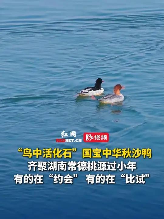 “鸟中活化石”国宝中华秋沙鸭齐聚湖南常德桃源过小年,有的在“约会” 有的在“比试”