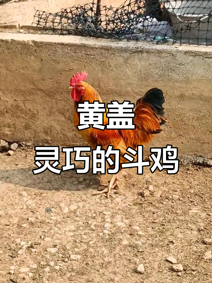 1年多黄毛公鸡,体重5斤2两,灵活如战斗机