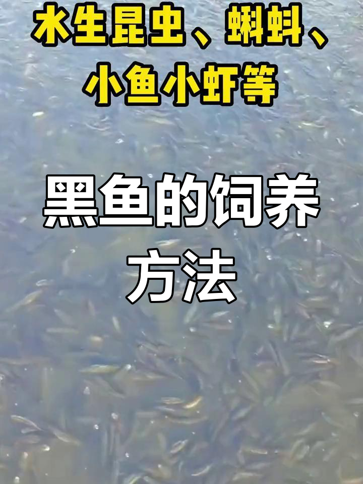 黑鱼养殖全攻略:饲料与喂养技巧