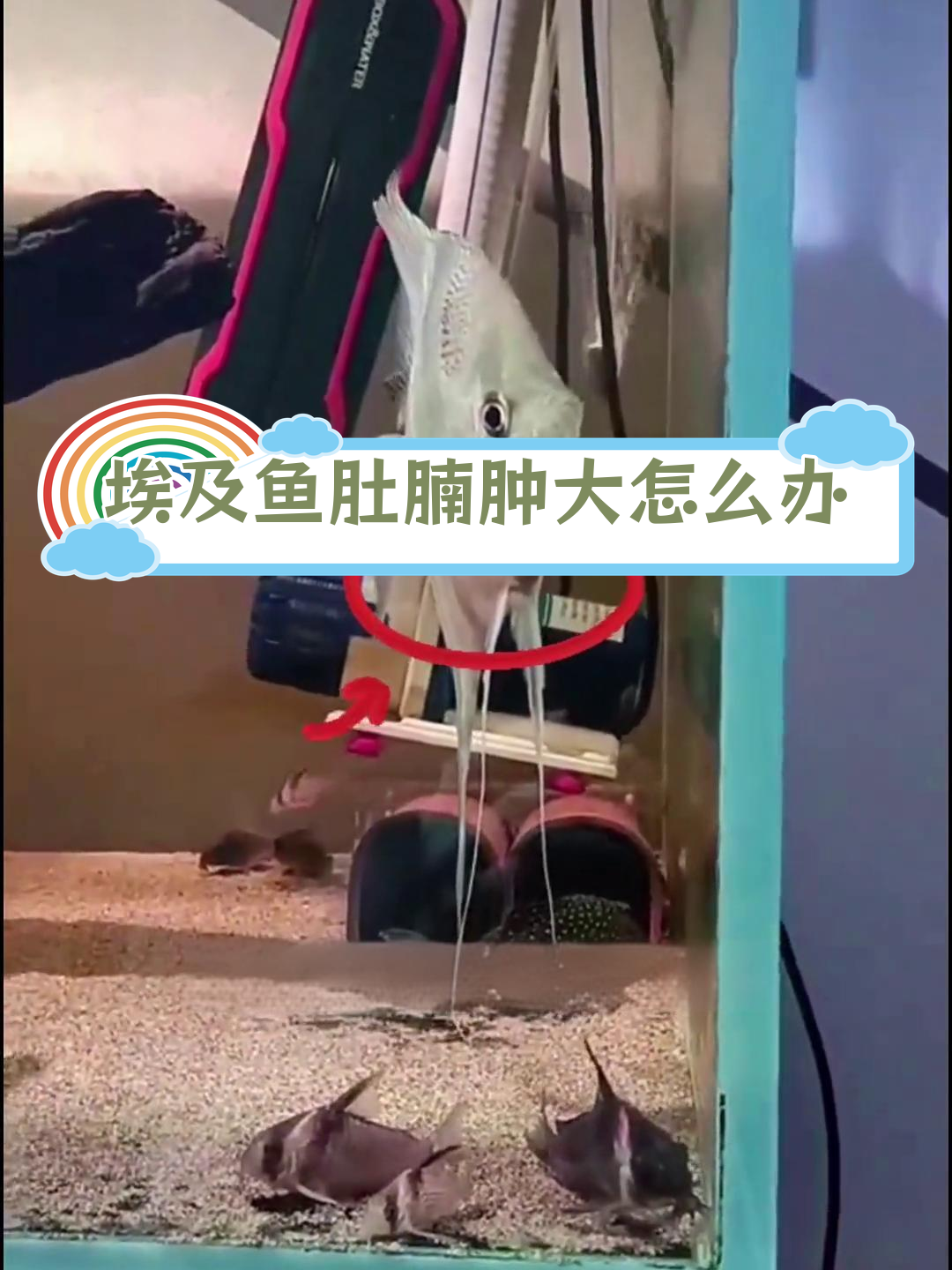 埃及神仙鱼肚子胀大原因及应对方法