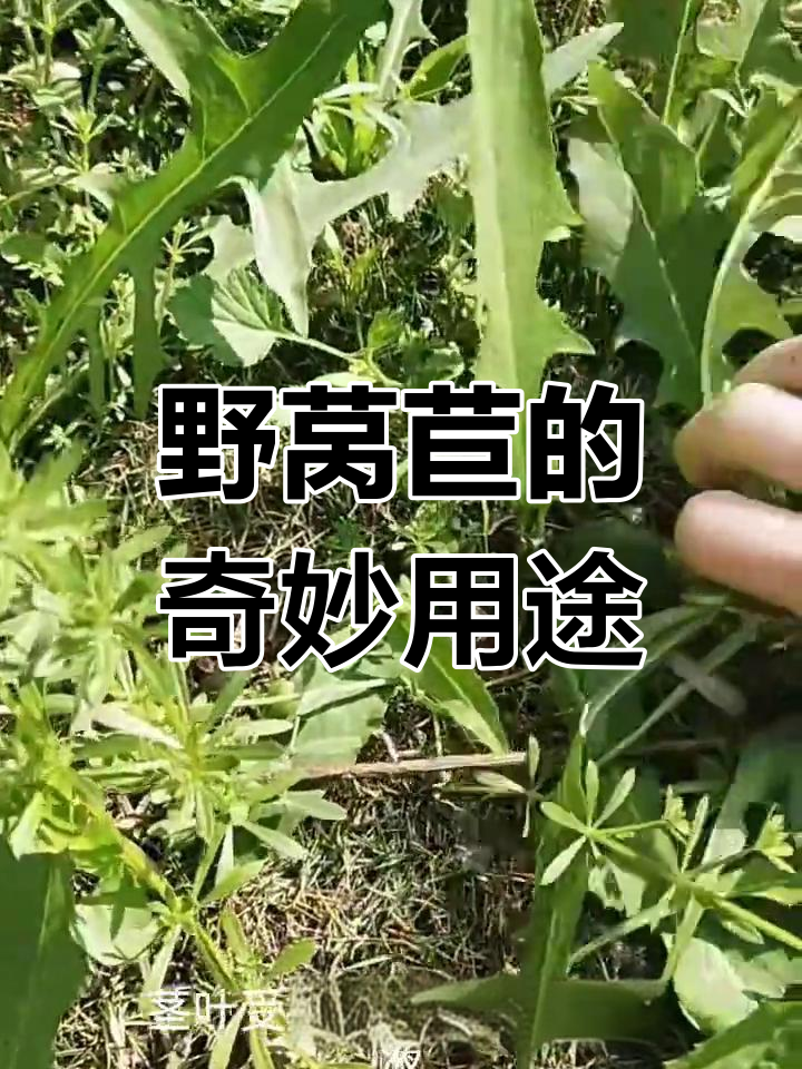野莴苣,既可食用又药用,种子随风飘散