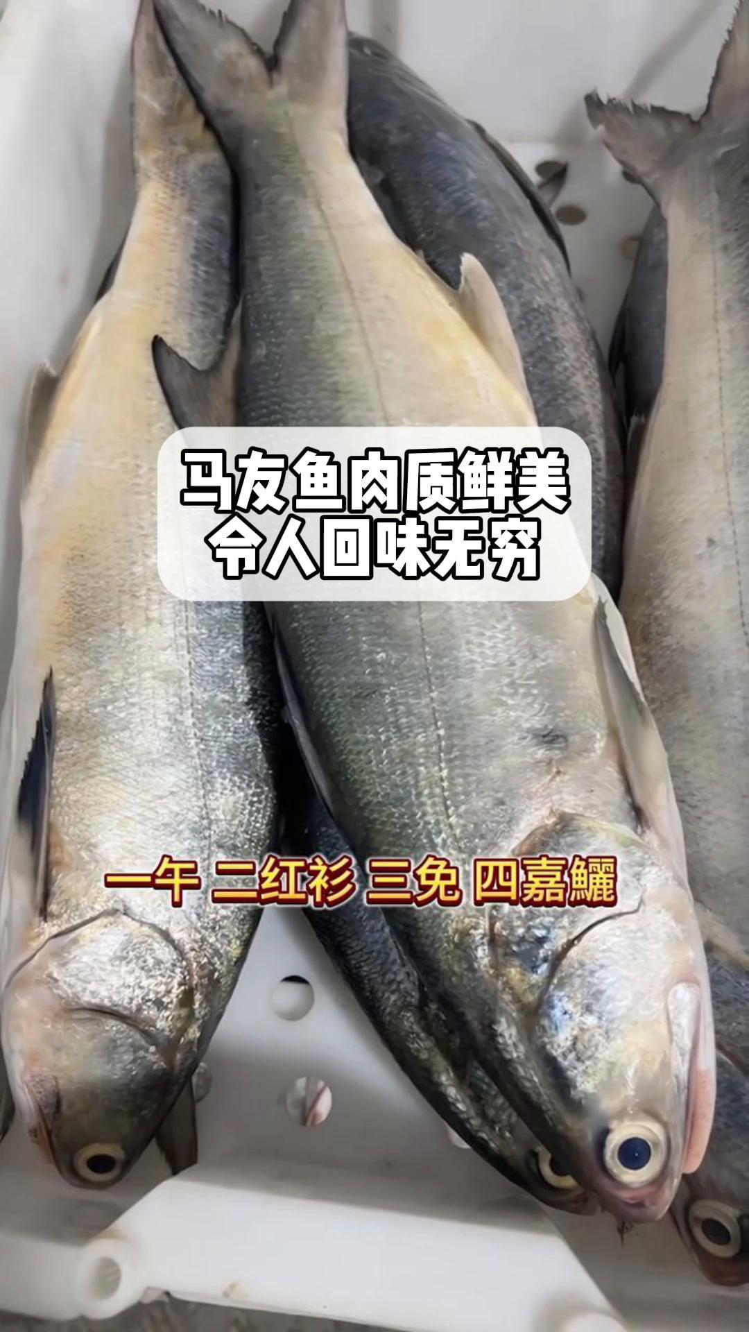 马友鱼肉质鲜美,令人回味无穷