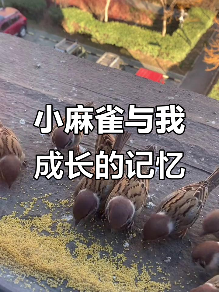 北京动物园的记忆与成长,小麻雀窗前吃小米的温馨故事