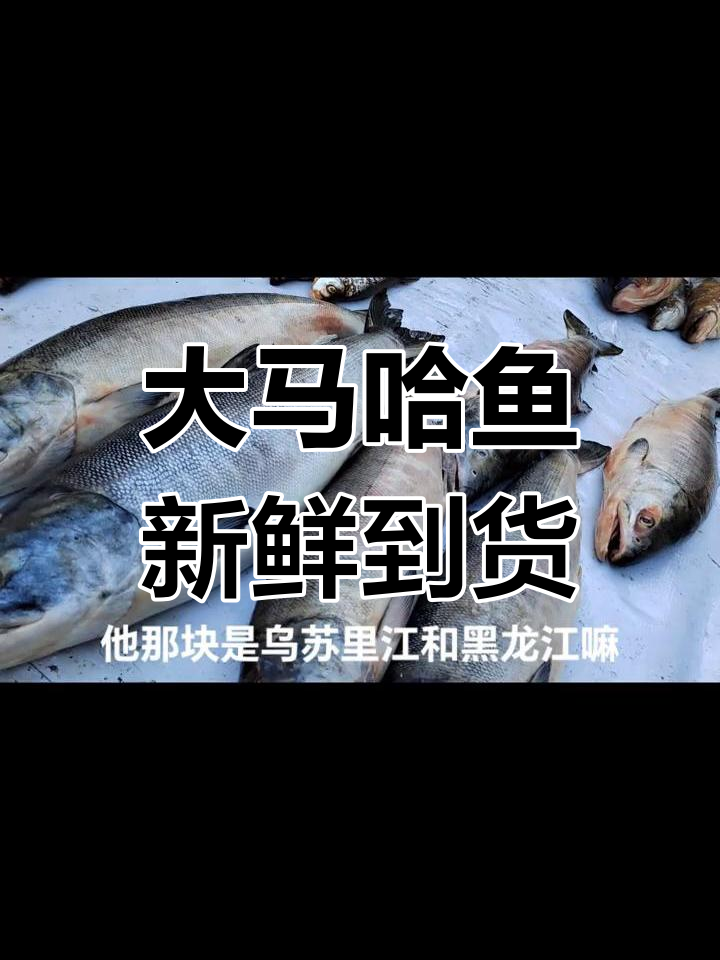 黑龙江抚远大马哈鱼上市,新鲜美味抢购中