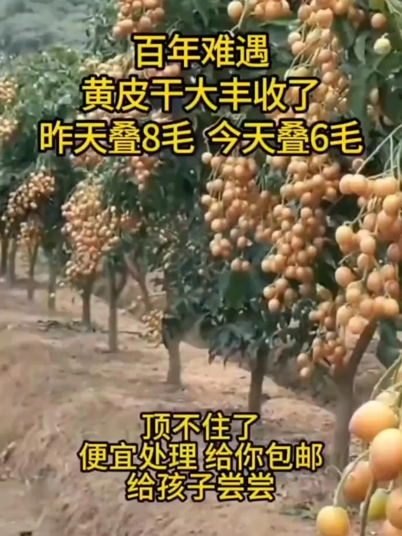 广东特产甘草黄皮干,夏天给孩子吃这个 黄皮干 无核甘草黄皮干 老人小孩都爱吃 超便宜超划算