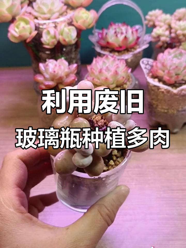 玻璃瓶变多肉花盆，简单步骤教你种出太阳花造型