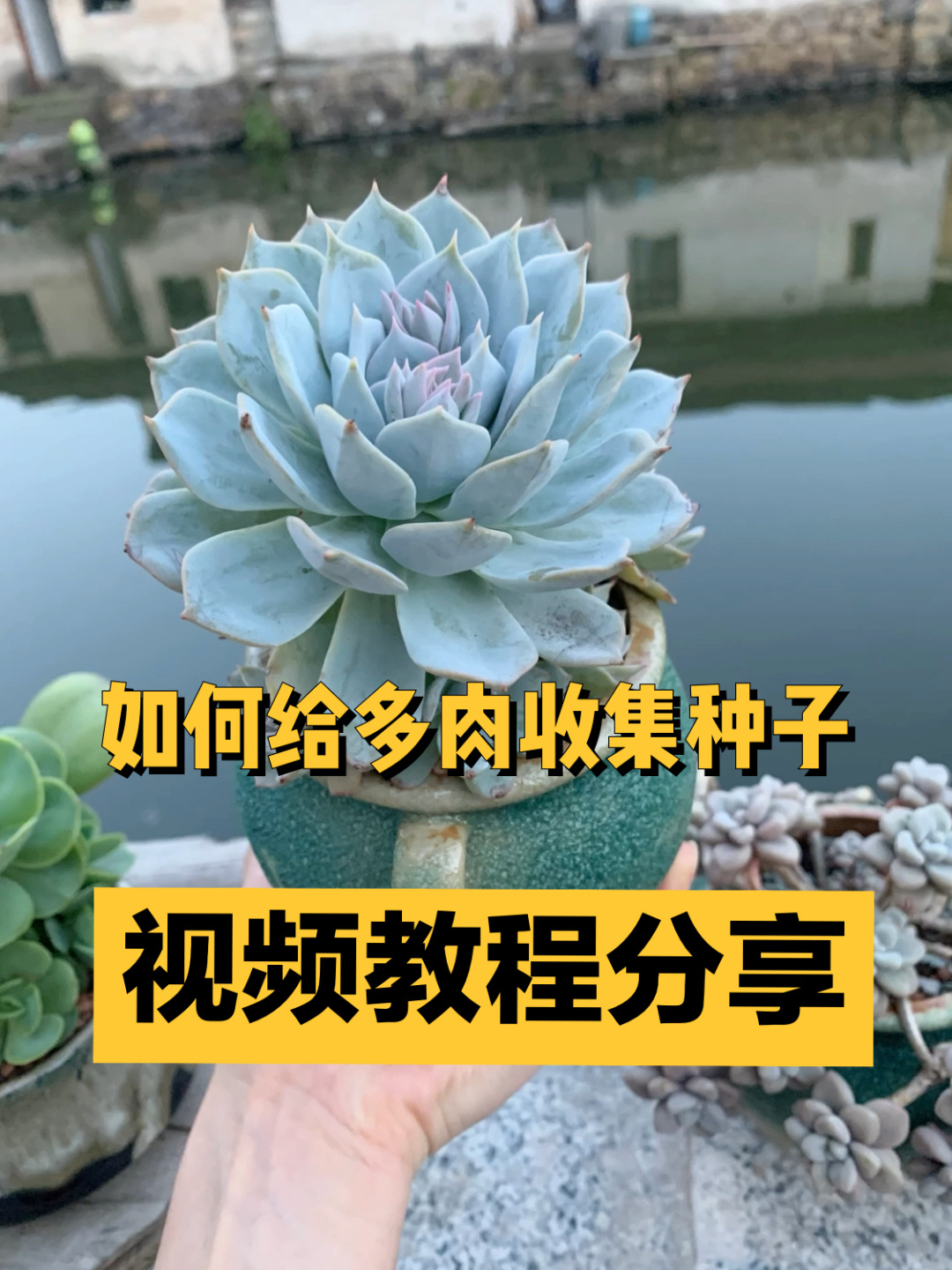 怎样给多肉收集种子