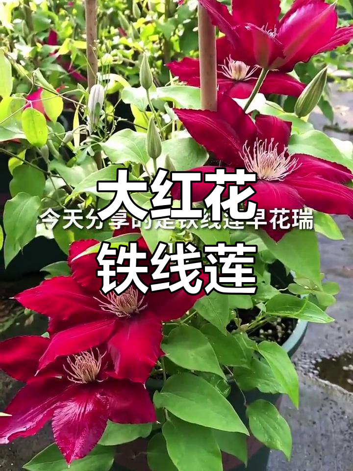 铁线莲瑞贝卡:大红色爬藤花,天鹅质感花瓣惊艳登场